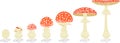 Life cycle of red fly agaric mushroom. Stages of fly agaric (Amanita muscaria) fruiting body matures Royalty Free Stock Photo